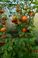 Ripe and still green tomatoes hang in bunches on branches in a greenhouse. Lush parsley greens grow next to them.