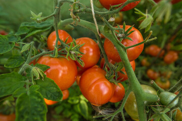 Ripe and still green tomatoes hang in bunches on branches in a greenhouse. Lush parsley greens grow next to them.