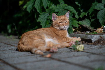 Relaxing ginger cat in the garden