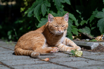 Orange cat enjoying the shade