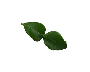 Kaffir lime leaf isolated on transparen png.