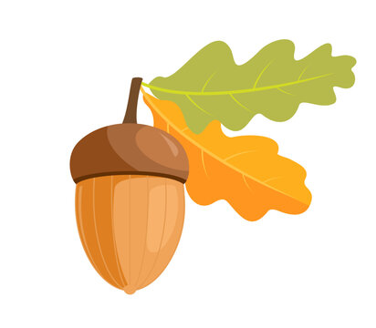 Autumn acorn with green and yellow leaf isolated on white background. Oak tree fruit vector illustration.