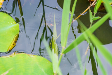 水中を泳ぐミシシッピアカミミガメと蓮の葉