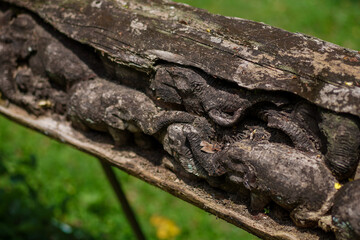lizard on the tree