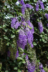 Obraz premium purple lilac flowers