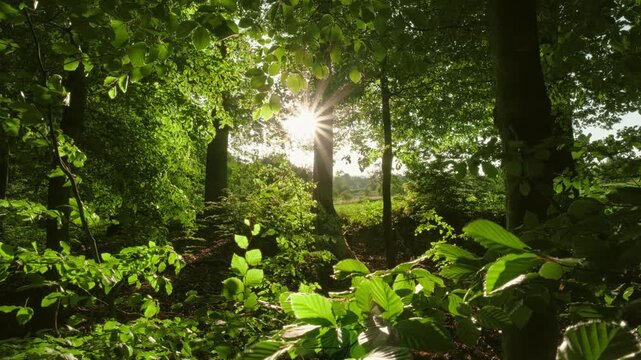 Lush green foliage in a beech forest moving in the wind, with the beautiful sun in the background
