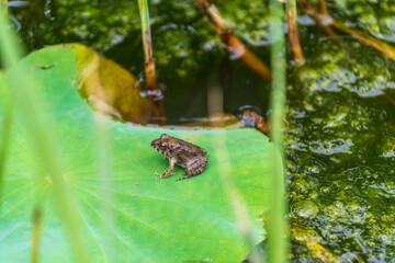 蓮の葉に乗る小さなカエルの姿