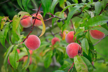 Red peaches ripening on the tree in the garden.