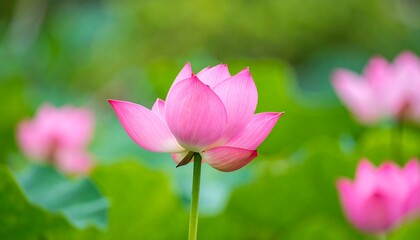 Fototapeta premium Pink lotus flower in a pond
