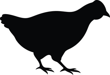 Black Chicken Silhouette Illustration, Isolated Hen on White Background