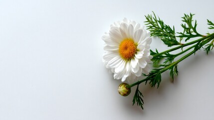 Obraz premium Closeup of a fresh white daisy flower with vibrant yellow center and green foliage on bright white background with space for copy