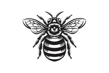 Detailed Black and White Bee with Stripped Abdomen
