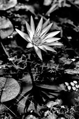 Lily of the Pond