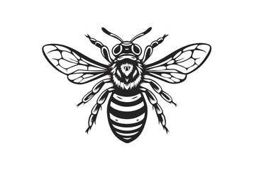 Detailed of Black and White Striped Bee on White Background