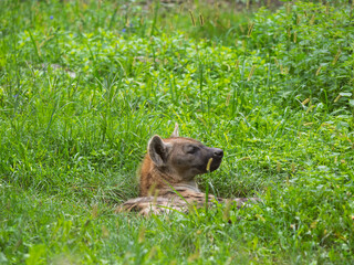 The spotted hyena in the grass.