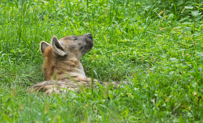 The spotted hyena in the grass.