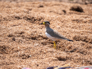 Yellow Wattled Lapwing Bird Standing on Dry Ground, Wildlife Nature Stock Photo