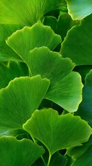 Ginkgo biloba green leaf background, close up of ginkgo leaves texture