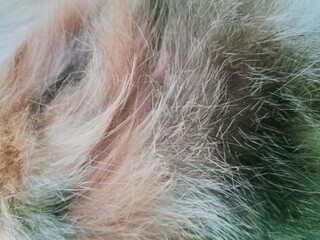 close up of fur