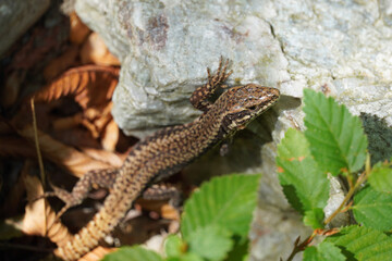 Fototapeta premium Common wall lizard sits on a stone reptile close-up fauna nature summer