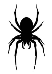 Obraz premium A stark black silhouette of a spider, viewed from a dorsal perspective, isolated on a clean white background.