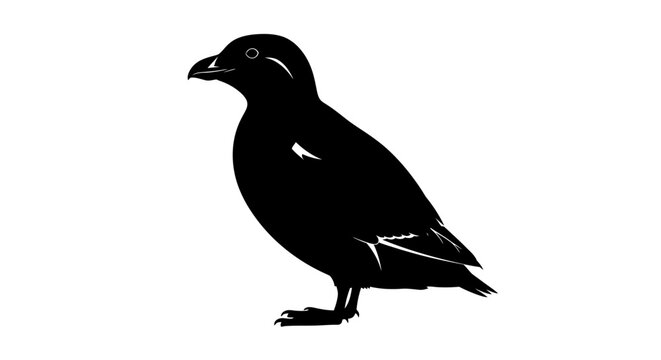 Minimalist black silhouette of a parakeet auklet seabird standing in profile on a white background.