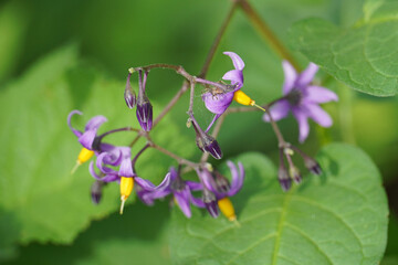 Bittersweet nightshade Sol&aacute;num dulcam&aacute;ra lilac flowers green leaves plant nature flora