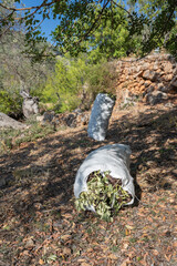 White sacks filled with carob beans lying on the ground, ready to be harvested. September and October are the months for harvesting carob beans in Mallorca, Spain.