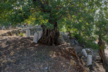 White sacks filled with carob beans lying on the ground, ready to be harvested. September and October are the months for harvesting carob beans in Mallorca, Spain.