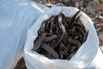 White sacks filled with carob beans lying on the ground, ready to be harvested. September and October are the months for harvesting carob beans in Mallorca, Spain.
