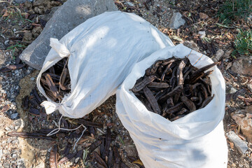 White sacks filled with carob beans lying on the ground, ready to be harvested. September and October are the months for harvesting carob beans in Mallorca, Spain.