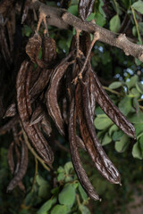 Carob beans, brown seed-laden pods, hang from carob trees in Mallorca (Spain).