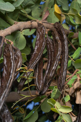 Carob beans, brown seed-laden pods, hang from carob trees in Mallorca (Spain).