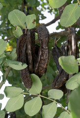 Carob beans, brown seed-laden pods, hang from carob trees in Mallorca (Spain).