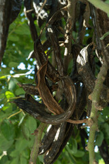 Carob beans, brown seed-laden pods, hang from carob trees in Mallorca (Spain).