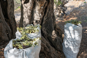 White sacks filled with carob beans lying on the ground, ready to be harvested. September and October are the months for harvesting carob beans in Mallorca, Spain.