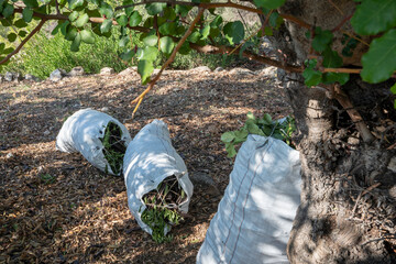 White sacks filled with carob beans lying on the ground, ready to be harvested. September and October are the months for harvesting carob beans in Mallorca, Spain.