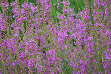 Obraz premium Lythrum salicaria Weeping grass Lýthrum salicária perennial medicinal herbaceous plant pink flowers