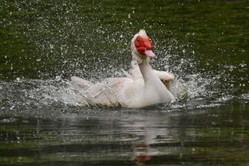 Pato tomando banho na lagoa do jardim do Museu da Rep&uacute;blica - Catete - RJ