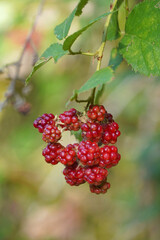 fruit with red unripe blackberries branch leaves close-up