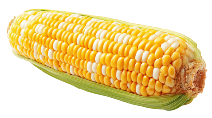 Closeup of a Ripe Bi Color Corn Ear Isolated on Transparent Background