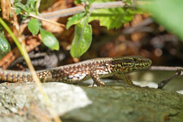 Common wall lizard sits on a stone reptile close-up fauna nature summer