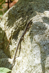 Common wall lizard sits on a stone reptile close-up fauna nature summer