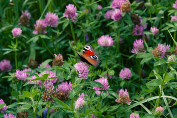Clover flowers. A beautiful butterfly. peacock eye butterfly on a clover flower. Scene with a butterfly for background, post, screensaver, wallpaper, postcard, banner, cover, website