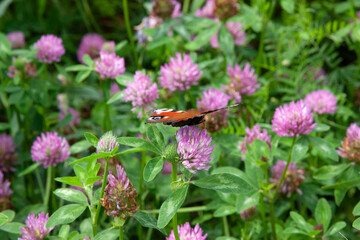 Clover flowers. A beautiful butterfly. peacock eye butterfly on a clover flower. Scene with a butterfly for background, post, screensaver, wallpaper, postcard, banner, cover, website