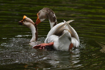 Rituais de acasalamento de gansos no lago do jardim do Museu da Rep&uacute;blica - Catete - RJ