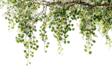 Green Weeping Branches with Transparent Background