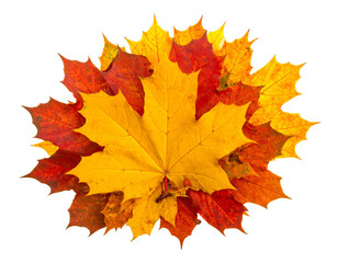 A beautiful arrangement of autumn leaves isolated on a white background, perfect for fall and seasonal themes.