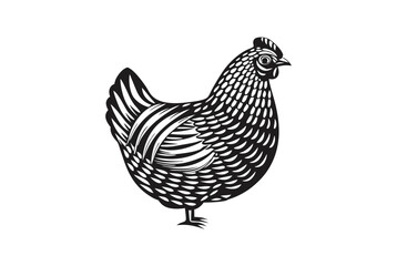 Monochrome of Chicken on White Background Poultry Design