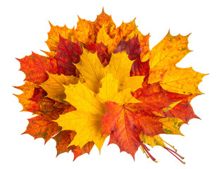 Isolated autumn bouquet of leaves in warm fall colors, ideal for seasonal and holiday designs on a white background.